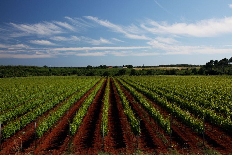 Šišan: Organic Winery Tour and Tasting Experience - Frequently Asked Questions