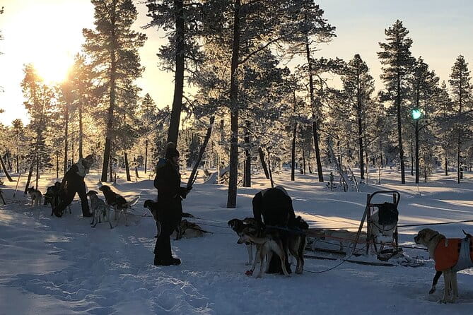 Sit Down Husky Ride Dog Sled Tour in Kiruna - Key Points