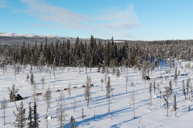 Sit Down Husky Ride Dog Sled Tour in Kiruna - Who Will Love This Tour?