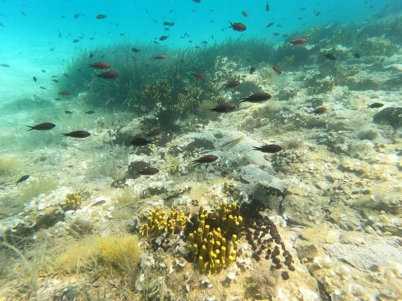 Sithonia: Half-Day Scuba Diving 2 Guided Shore Dives - Price and Logistics