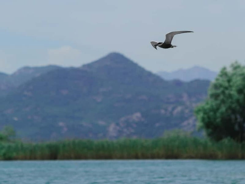 Skadar Lake: 4-Hour Guided tours on Kayak - Active Fun: Swimming, Snorkeling, and Cliff Jumping