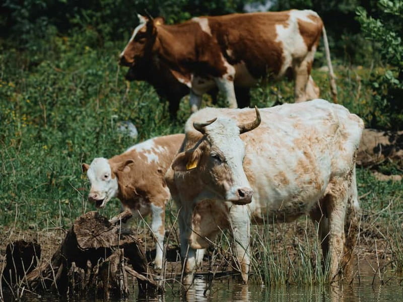 Skadar Lake: 4-Hour Guided tours on Kayak - Who Will Love This Tour?