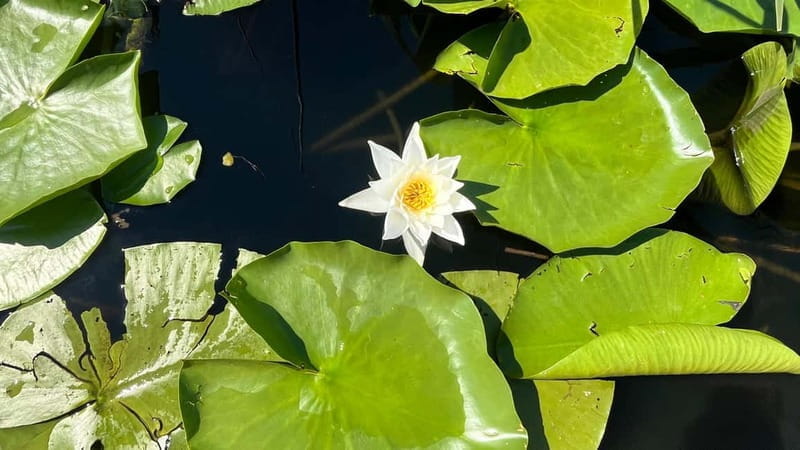 Skadar Lake: 4-Hour Guided tours on Kayak - Price and Logistics: Analyzing Value