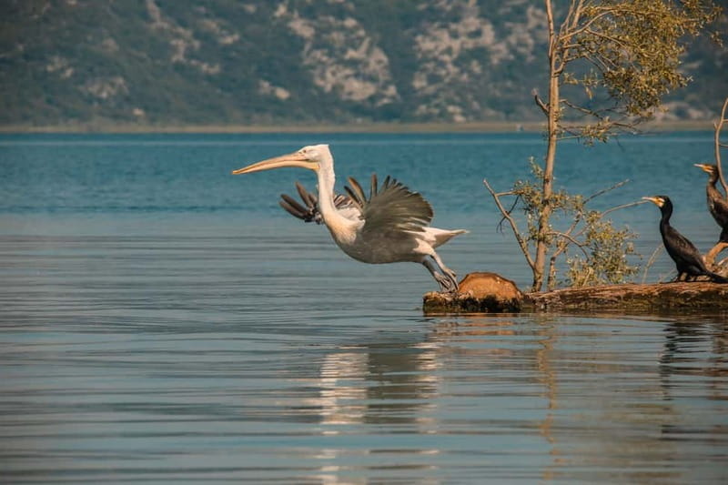 SKADAR LAKE: A national park with amazing flora and fauna! - Exploring Lake Skadar: A Montenegro Gem for Nature Lovers