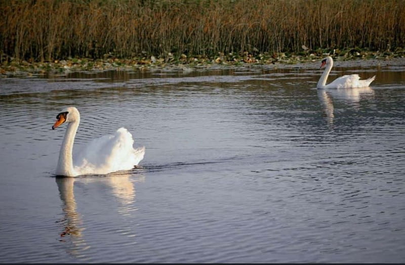 Skadar lake cruise with lunch - Key points and takeaways