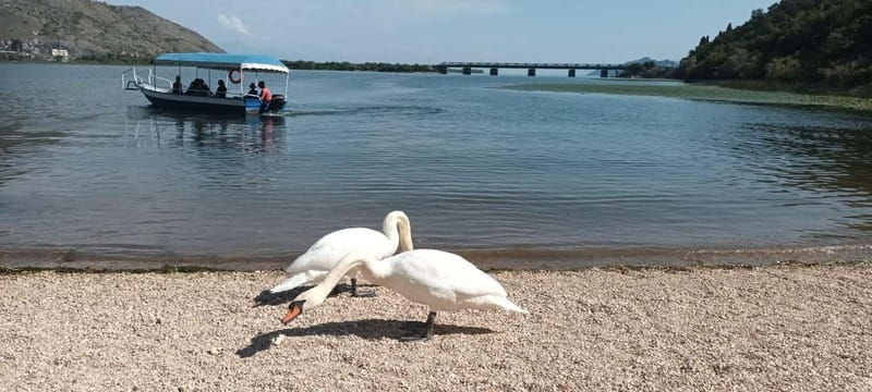 Skadar lake cruise with lunch - Detailed Review of the Skadar Lake Cruise Experience