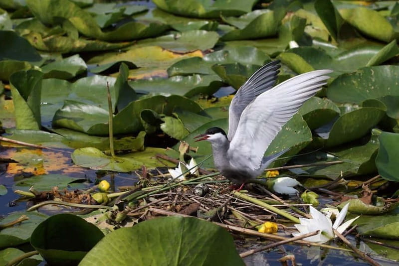 Skadar lake cruise with lunch - FAQ