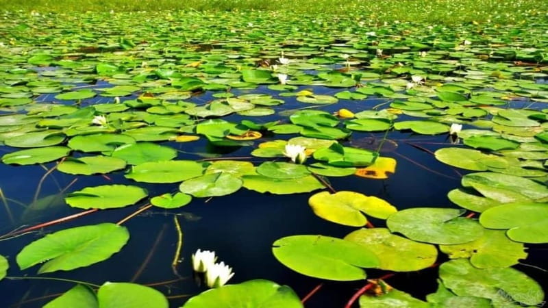 Skadar Lake: Discover the Extraordinary with Our Boat Tours - Key Points & Takeaways