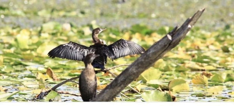 Skadar Lake: Induvidual boat tour with guide - Key Points / Takeaways