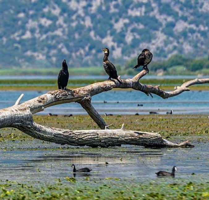 Skadar Lake: Induvidual boat tour with guide - Frequently Asked Questions