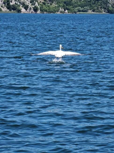 Skadar Lake kayak rent: A Journey Through Tranquility - The Value of a Short, Authentic Escape