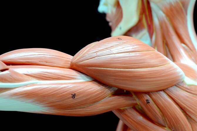 Skip the Line: Body Worlds Amsterdam Ticket - Just The Basics