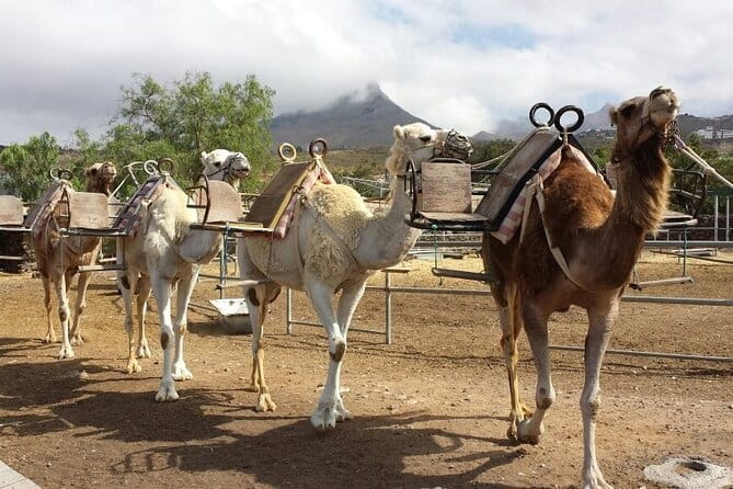 Skip the Line: Camel Park Tenerife Ticket - Introducing the Camel Park Tenerife Experience