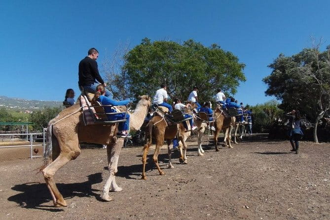 Skip the Line: Camel Park Tenerife Ticket - The Sum Up: Who Should Consider This Experience?