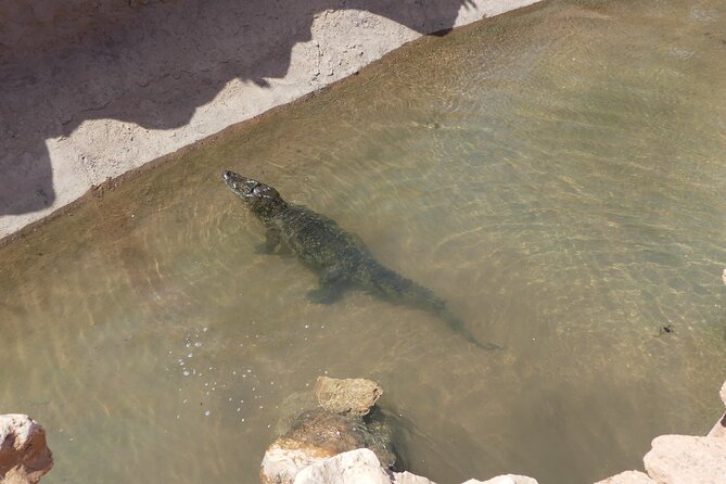 Skip the Line: Crocoparc Admission Ticket - Operating Hours