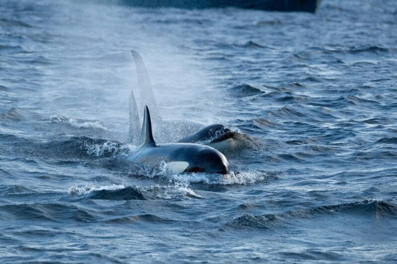 Skjervøy: Orca and Whale-Watching comfort heated Boat Trip - Who Will Love This Tour?