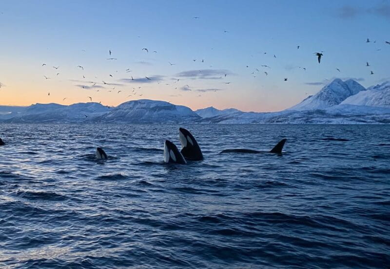 Skjervøy: Whale and Orca Watching Tour by RIB Boat - Exploring the Experience in Depth