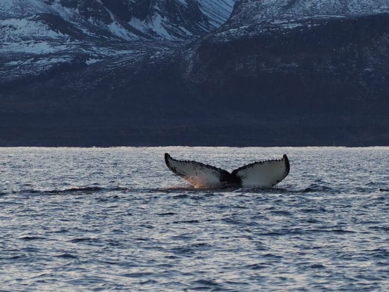 Skjervøy: Whale and Orca Watching Tour by RIB Boat - Final Thoughts