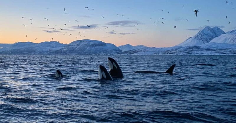Skjervøy: Whale and Orca Watching Tour by RIB Boat - FAQs