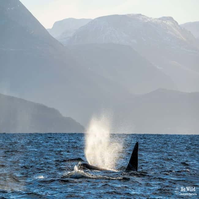Skjervøy: Whale-Watching RIB Tour - Who should consider this tour?