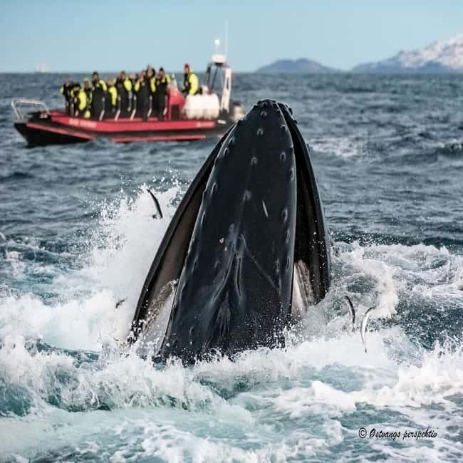 Skjervøy: Whale-Watching RIB Tour - Final thoughts: Is this the Arctic adventure for you?