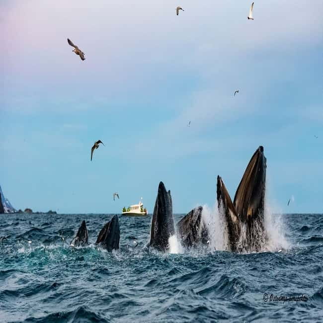 Skjervøy: Whale-Watching RIB Tour - FAQ