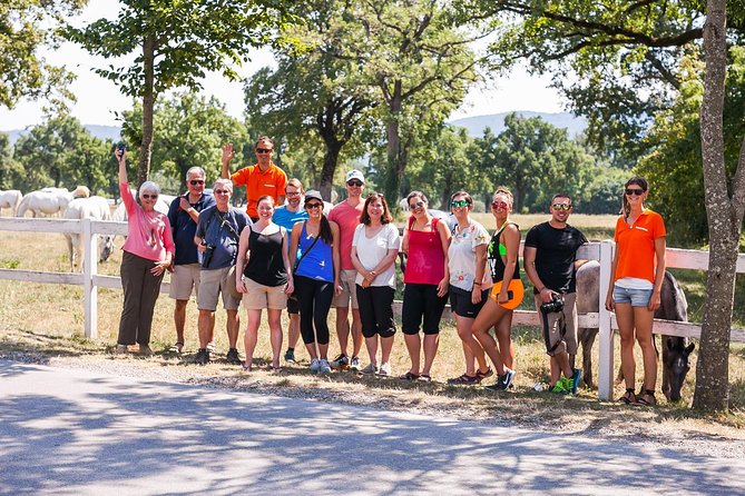 Skocjan Caves, Lipica & Piran: Karst & Coast Small-Group Day Trip From Ljubljana - Visiting Lipica Stud Farm