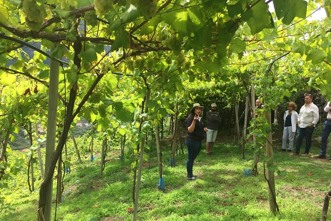 Skywalk, Madeira Wines Tasting and Vineyards 4x4 Experience - Cancellation Policy