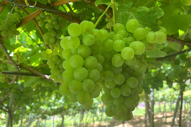 Skywalk, Madeira Wines Tasting and Vineyards 4x4 Experience - Guided Wine Tasting and Vineyard Tour