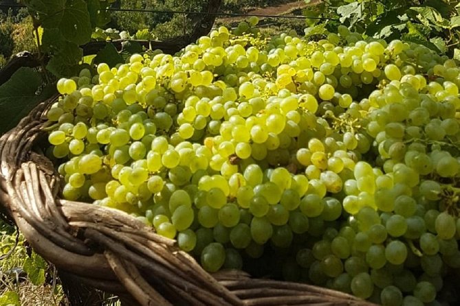 Skywalk, Madeira Wines Tasting and Vineyards 4x4 Experience - Fishing Villages and Additional Tastings