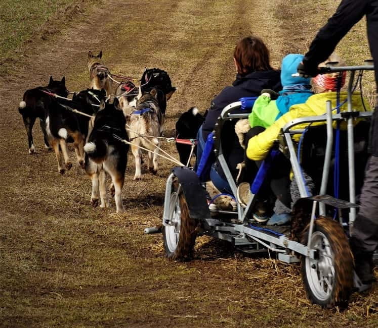SLED DOGS VISIT & DRIVE ROUND TARTU COUNTRY ESTONIA - Key Points / Takeaways