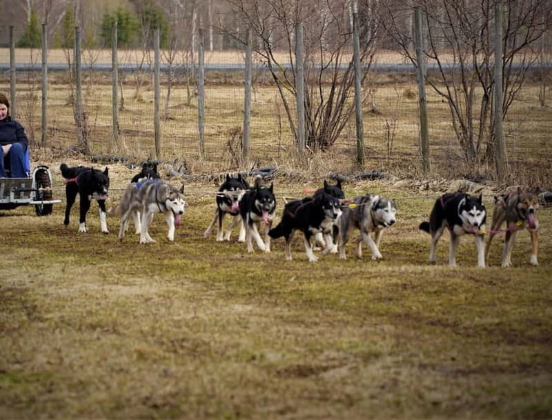 SLED DOGS VISIT & DRIVE ROUND TARTU COUNTRY ESTONIA - Entering the World of Siberian Huskies in Tartu County