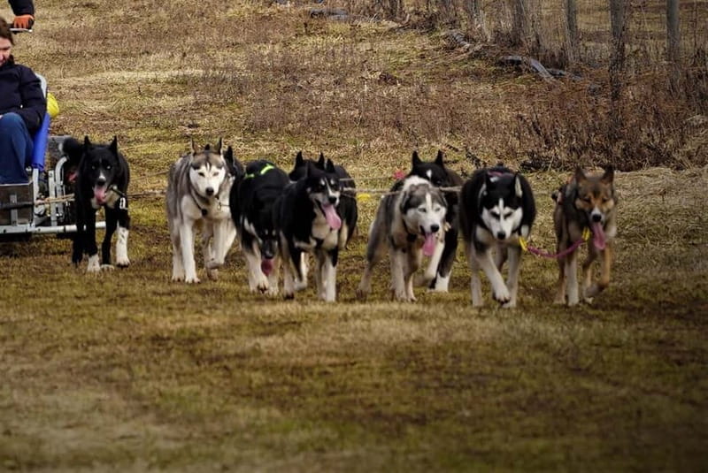 SLED DOGS VISIT & DRIVE ROUND TARTU COUNTRY ESTONIA - Who Will Love This Experience?