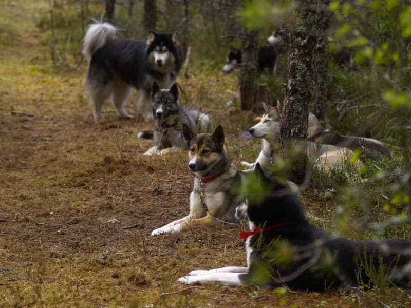SLED DOGS VISIT & DRIVE ROUND TARTU COUNTRY ESTONIA - Price, Logistics, and Practical Considerations