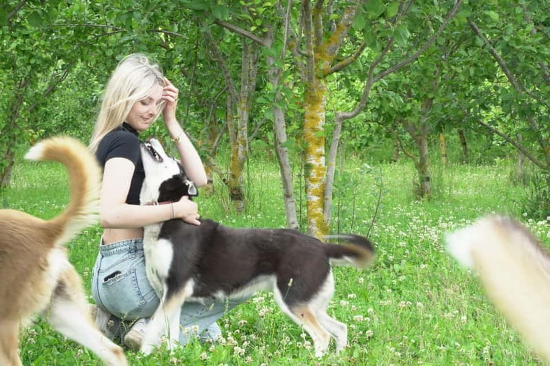 SLED DOGS VISIT & DRIVE ROUND TARTU COUNTRY ESTONIA - FAQ