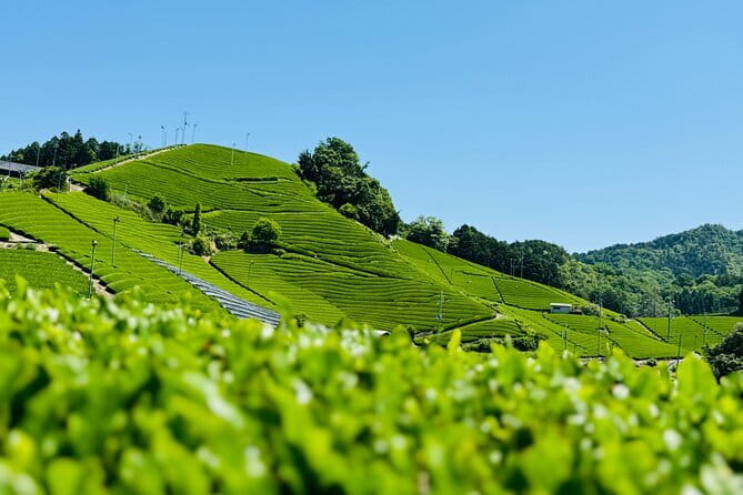 Slow Cycling Tour at Ujis Matcha Green Tea Fields and Heritage - Tour Inclusions and Exclusions