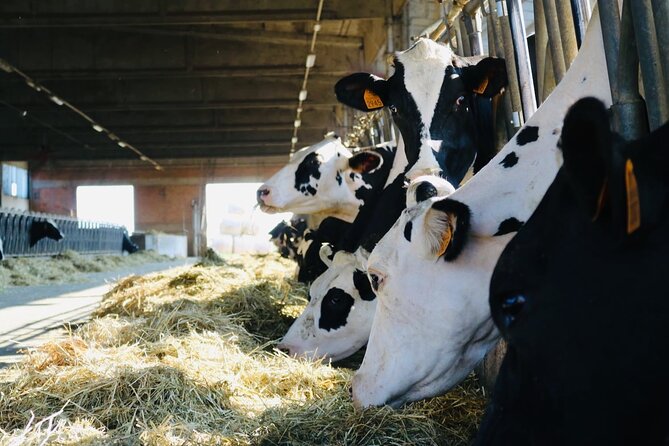 Slow Parma Food Experience Half Day Private Tour and Tasting - Parmigiano Reggiano Tasting