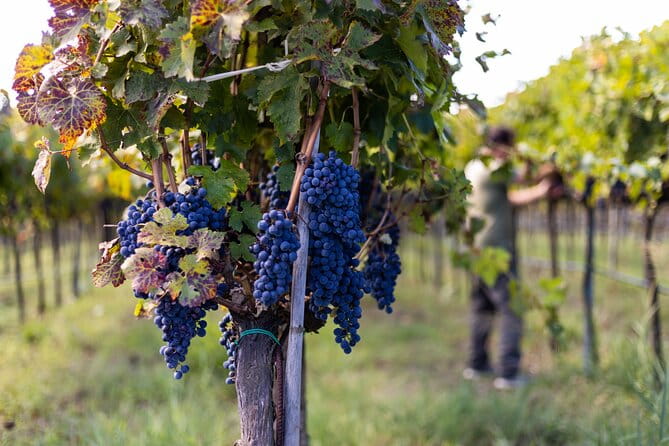 Slow Wine & Tartufo Gelato Tasting Experience - Entering the World of Calabria’s Organic Wines