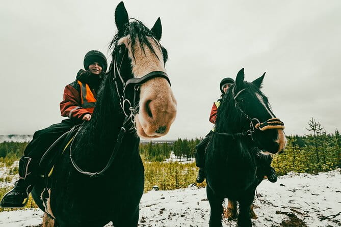 Small-Group Arctic Circle Horse Riding from Rovaniemi - Who Will Love It?