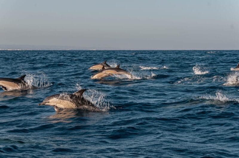 (Small Group) Dolphin & Marine Wildlife Watching Tour - Key Points / Takeaways