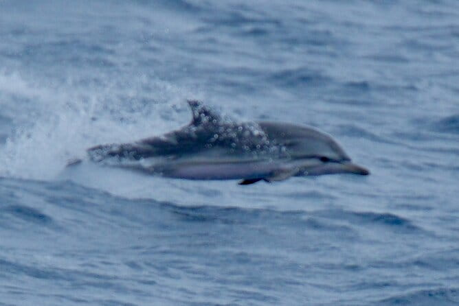 Small Group Dolphin Sunset Tour on Electric Sailing Boat Denia - A Relaxed Adventure on the Mediterranean: The Experience in Detail