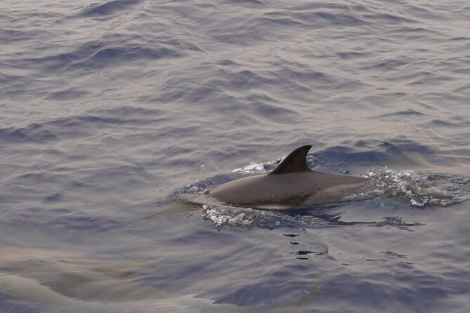 Small Group Dolphin Sunset Tour on Electric Sailing Boat Denia - Who Will Enjoy This Tour Most?