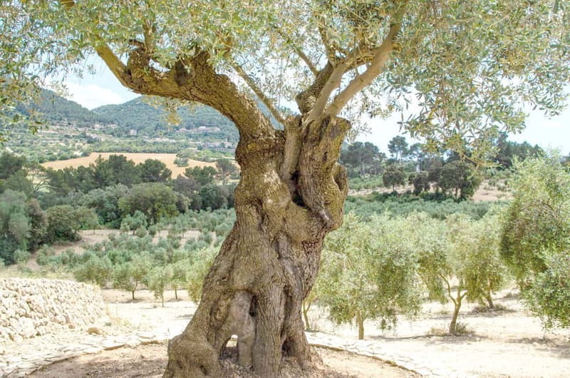 Small group- Exclusive Olive Oil & Wine Tour Mallorca - Key Points and Takeaways