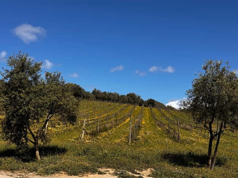 Small group- Exclusive Olive Oil & Wine Tour Mallorca - Price and Logistics