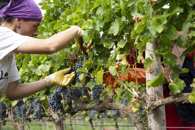 Small-Group Exclusive Winery and Wine Tasting Tour in Frascati - Hospitality and Atmosphere