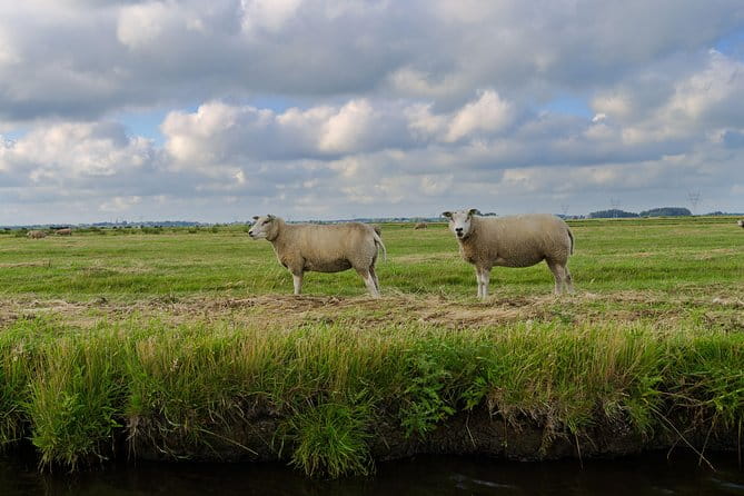 Small-Group Guided Sunset Canoe Tour in Waterland With Dinner - Traditional Windmills