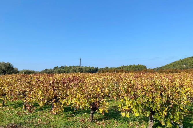 Small group hiking between the beach and Kritinia Castle - The Descent to the Pebble Bay: A Scenic Pathway