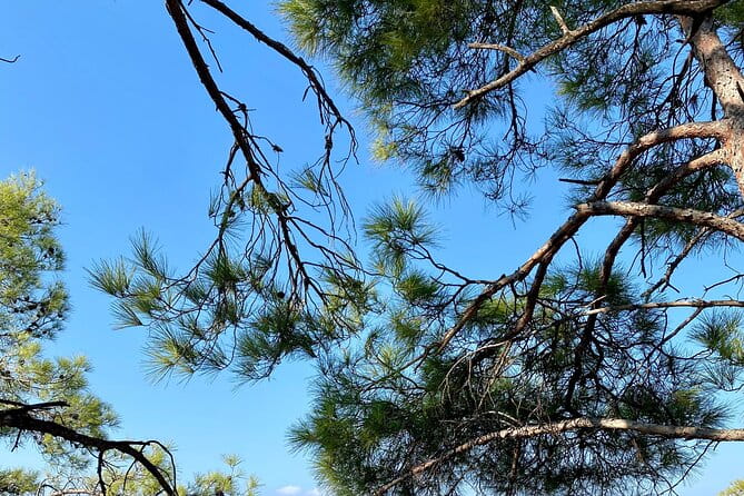 Small group hiking between the beach and Kritinia Castle - The Return through the Fertile Valley: Citrus and Fruit scents