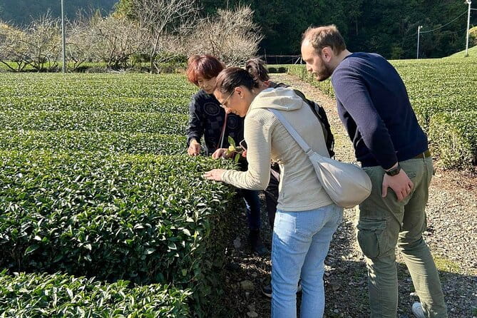Small Group Japanese Green Tea Tasting in Shizuoka - Meeting and End Points