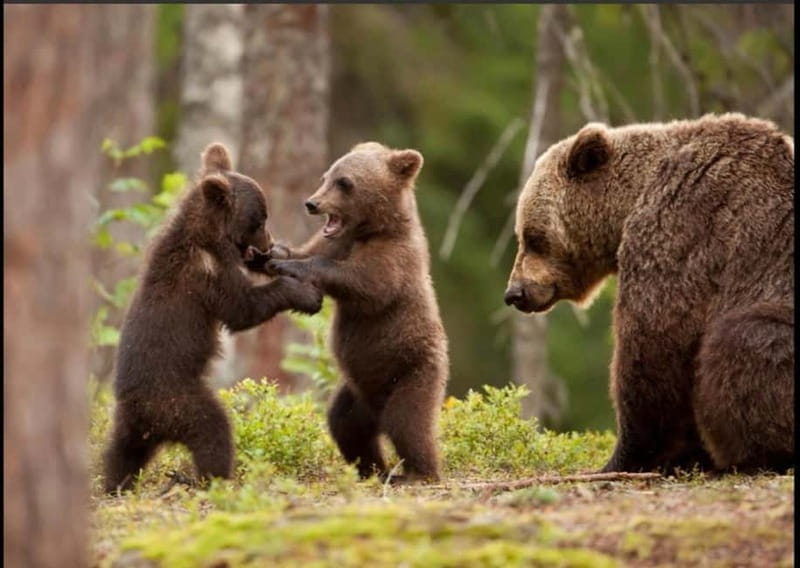 Small group - max 7 pax -Wild Bears Safari on Transfgran - Key points / Takeaways